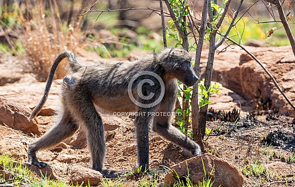 Chacma Baboon