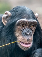 Chimpanzee (Pan troglodytes)