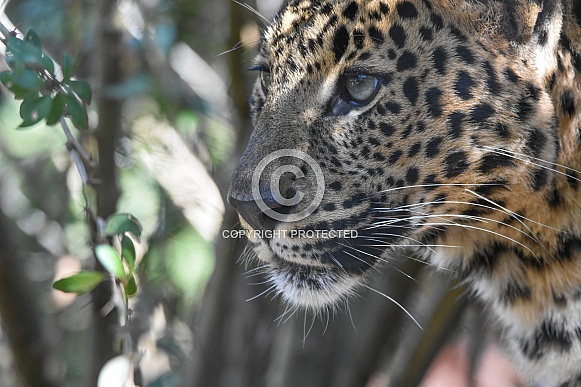Young African Leopard