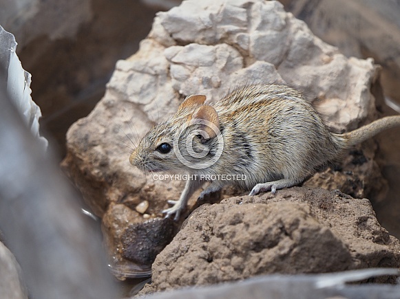 Striped Mouse