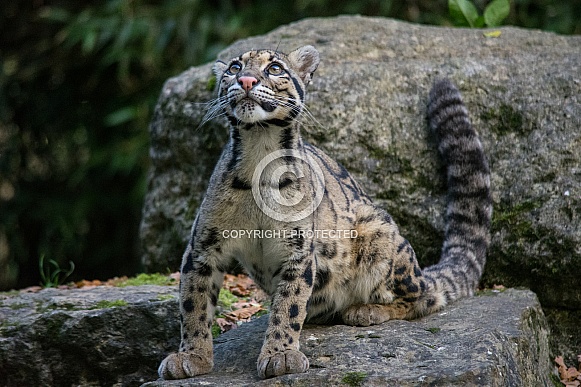 Clouded Leopard