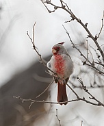 Male Desert Cardinal