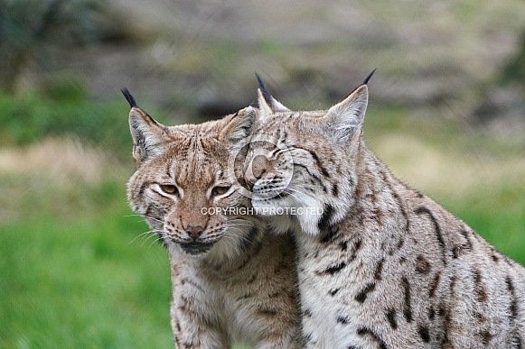 Eurasian Lynx