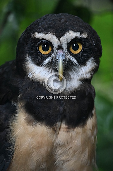 Spectacled owl
