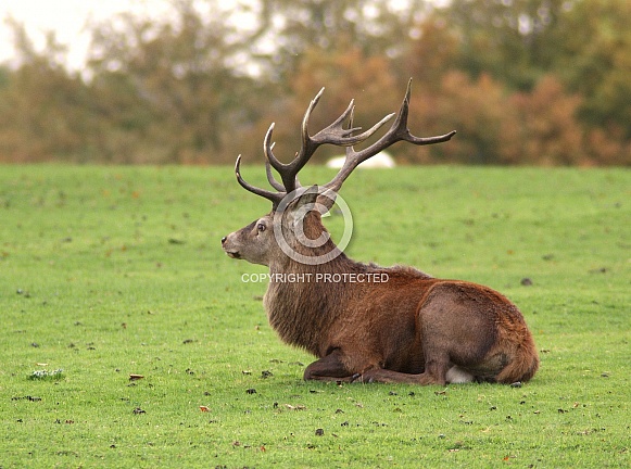 Red Deer Stag Red Deer Stag