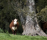 Hereford cows