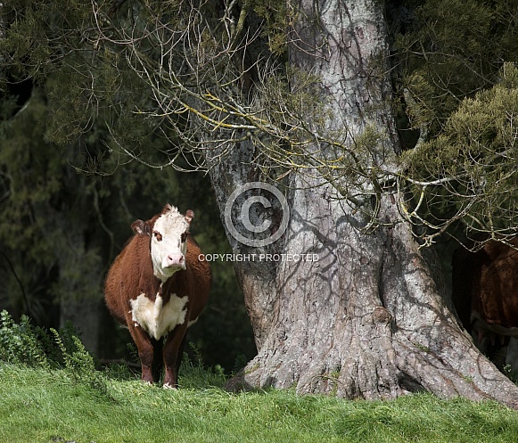 Hereford cows