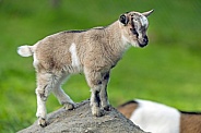 Young goat on the rock