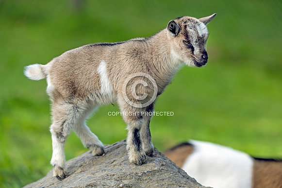 Young goat on the rock Young goat on the rock