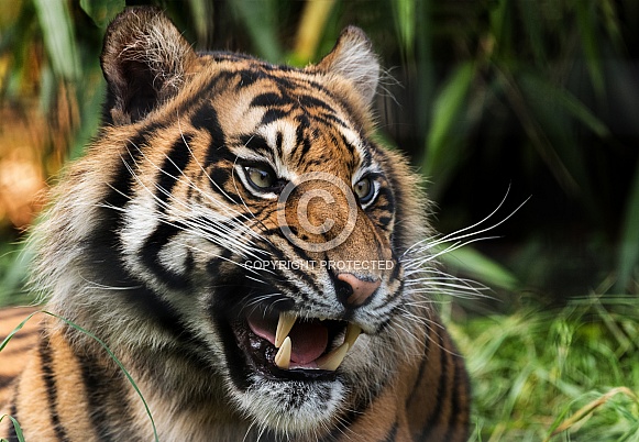 Sumatran Tiger Snarling