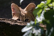 Hidden serval kitten