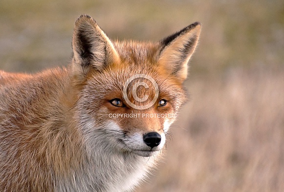 Red Fox Red Fox