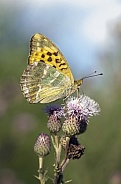 Silver-washed Fritillary Butterfly