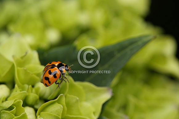 Transverse ladybird on hydrangea.