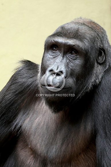 Western Lowland Gorilla