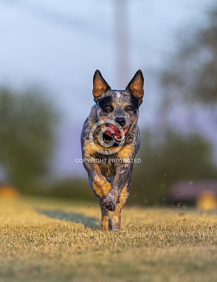 Cattle dog at sunrise running at the park