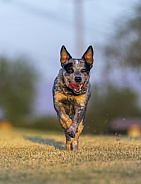 Cattle dog at sunrise running at the park
