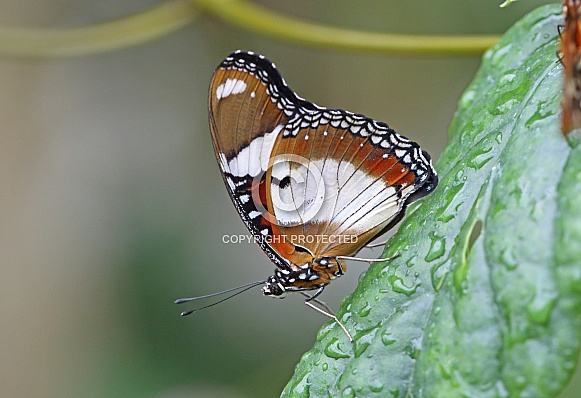 Daniad Eggfly