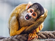 Funny squirrel monkey