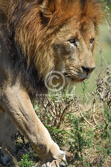 African Lion