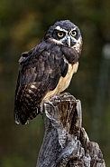 Spectacled Owl