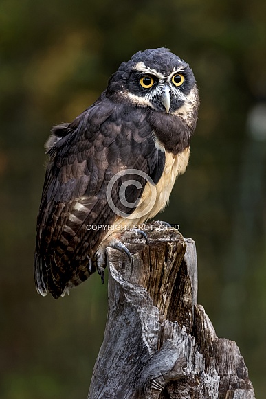 Spectacled Owl Spectacled Owl