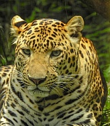 Javan Leopard