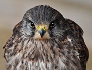 Kestrel