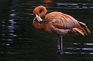 Caribbean Flamingo In The Water Full Body