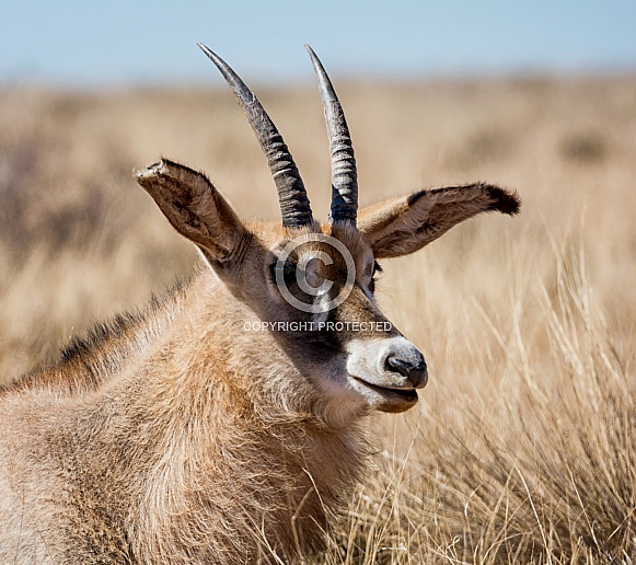 Roan Antelope