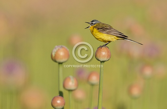 Yellow Wagtail bird