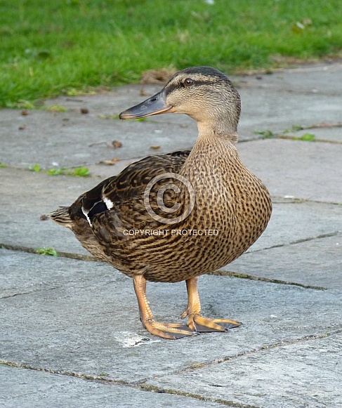 Mallard Duck