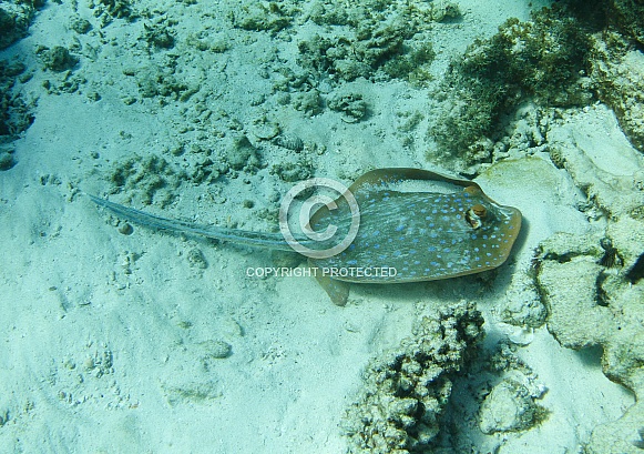 Blue-spotted Stingray