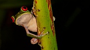 Rufous-eyed Stream Frog