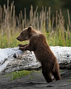 Small bear cub trying to jump on a log