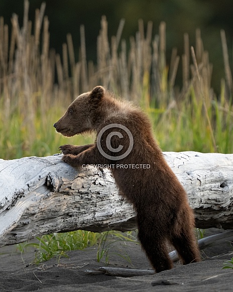 Small bear cub trying to jump on a log