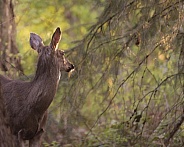 A Young Blacktail Doe Steps Out of the Woods at Sunset