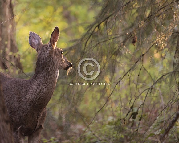 A Young Blacktail Doe Steps Out of the Woods at Sunset