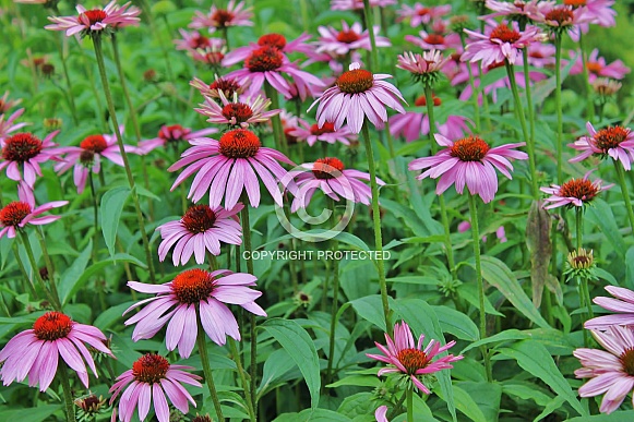 Purple Cone Flowers (Echinacea) Purple Cone Flowers (Echinacea)