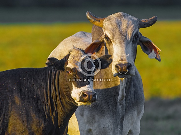 The Brahman (Bos taurus indicus) is an American breed of zebuine-taurine hybrid beef cattle