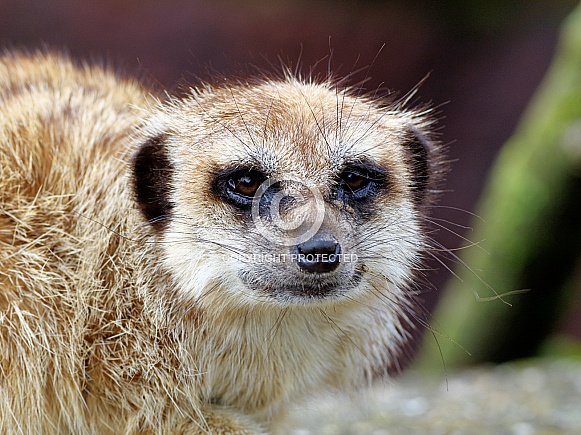 Meerkat
