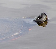 Red Eared slider turtle swimming