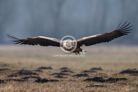 White tailed eagle or European Eagle