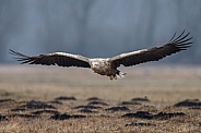 White tailed eagle or European Eagle