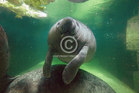 Manatee underwater