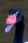 black-necked swan (Cygnus melancoryphus)