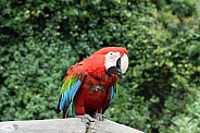 Parrot Macaw