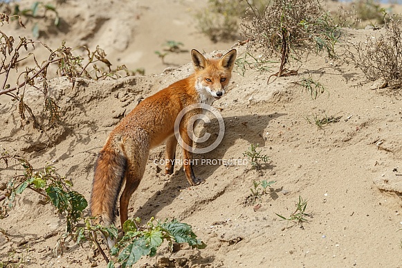 Red fox