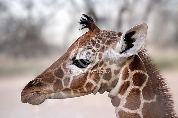 Reticulated giraffe (Giraffa reticulata)