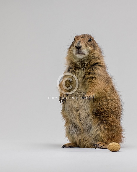 Black-tailed Prairie Dog Black-tailed Prairie Dog